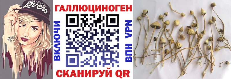 Галлюциногенные грибы Psilocybe Пролетарск